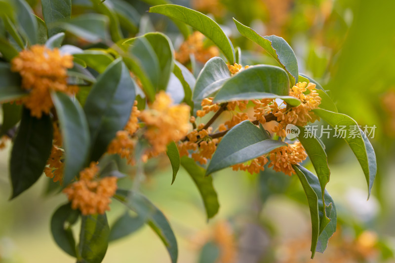 江南八月桂花树桂花盛开特写