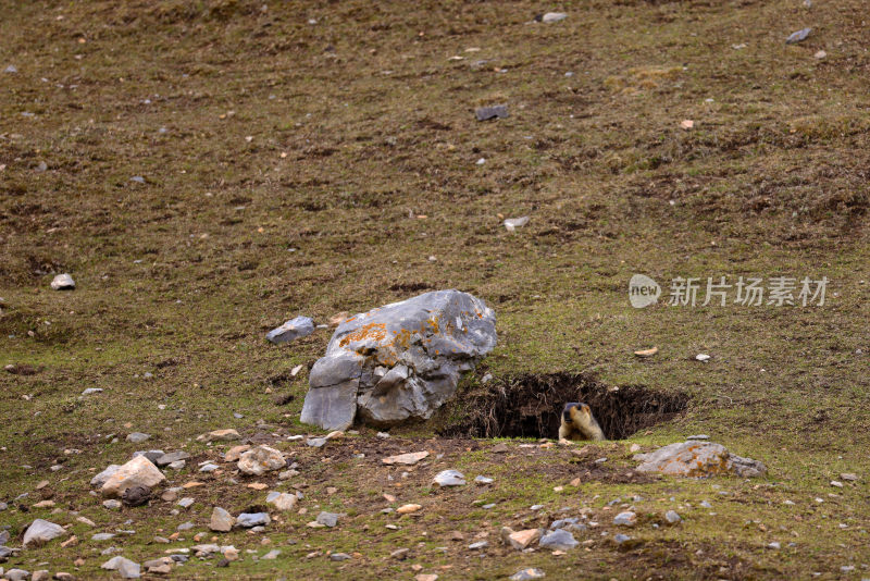 可可西里野生动物高原土拨鼠