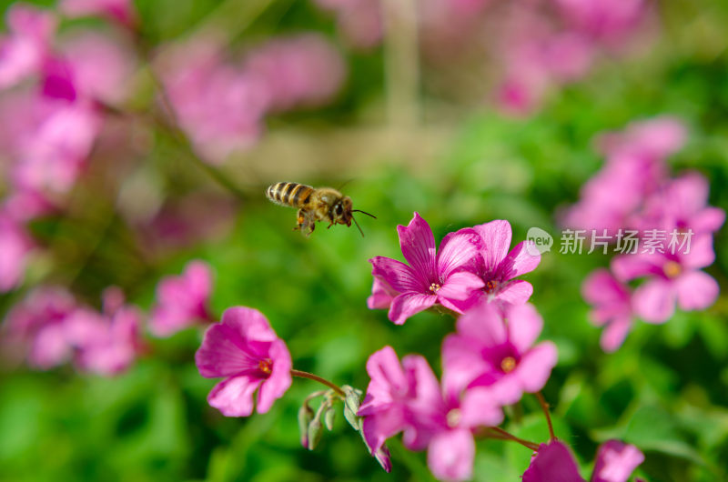 蜜蜂飞舞于粉色花朵间