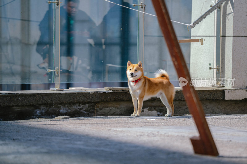 户外站立的柴犬