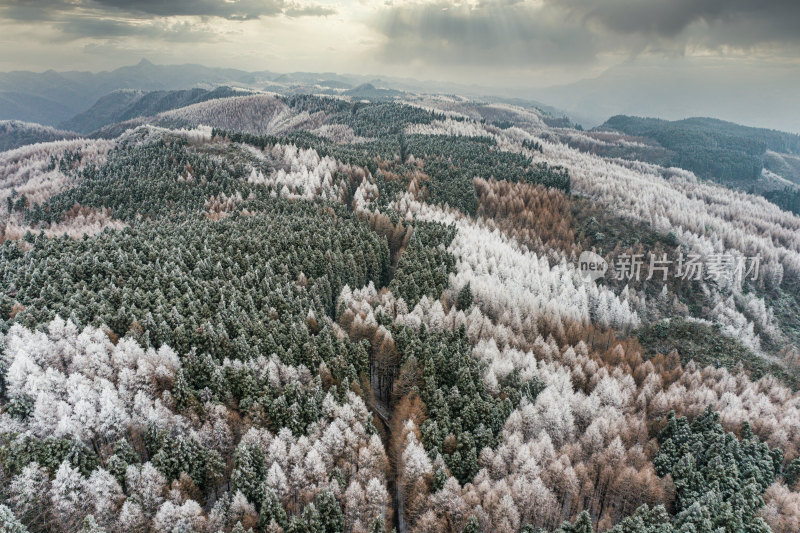 雪后的森林