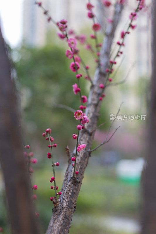 黄昏粉嫩梅花绽放于枝头的唯美画面