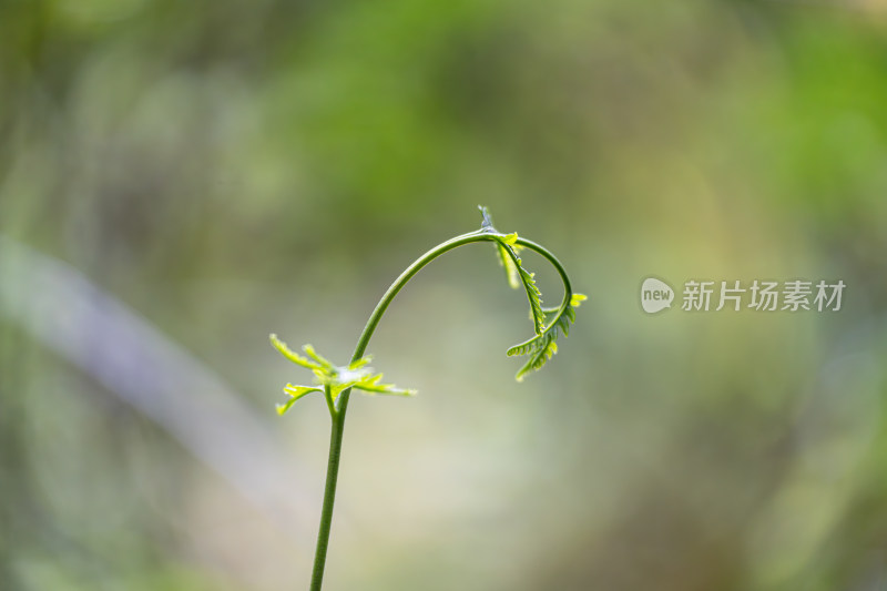 生长的植物叶子