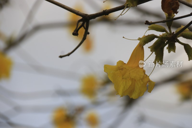 黄花风铃木