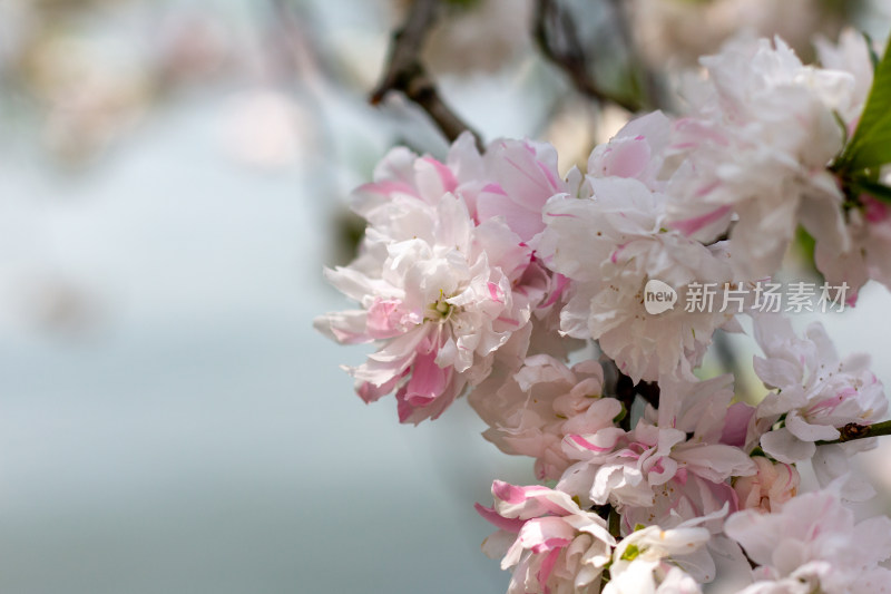 杭州西湖边特写粉色绽放樱花素材