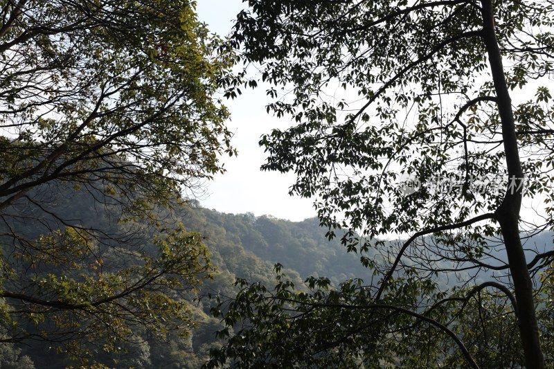 山林间树木与远山景致