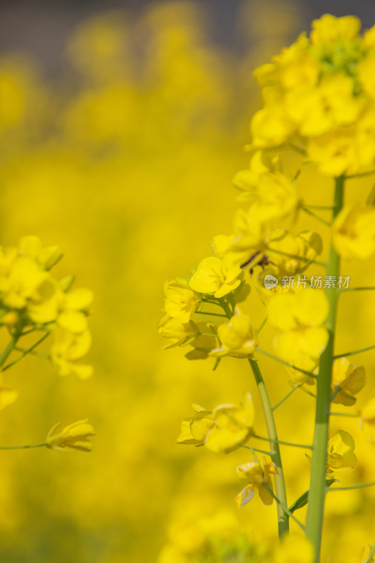 油菜花开放特写镜头