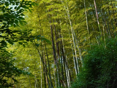 紫金山竹林