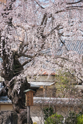 日本，川越喜多院，日式建筑与垂枝樱