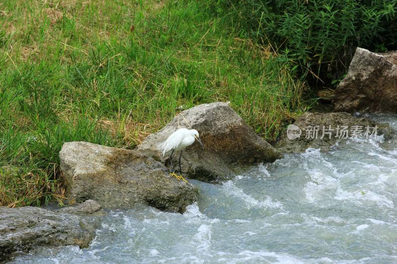 夏日河边觅食的白鹭