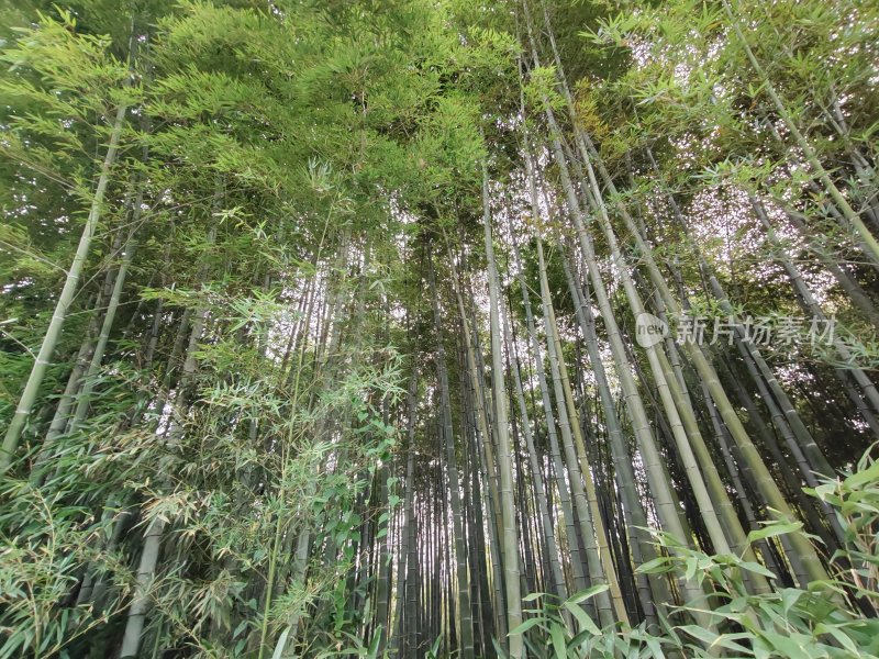 茂密竹林近景展示绿意盎然的自然景象