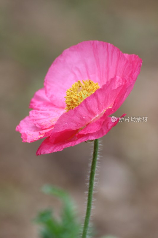 不知名的花朵