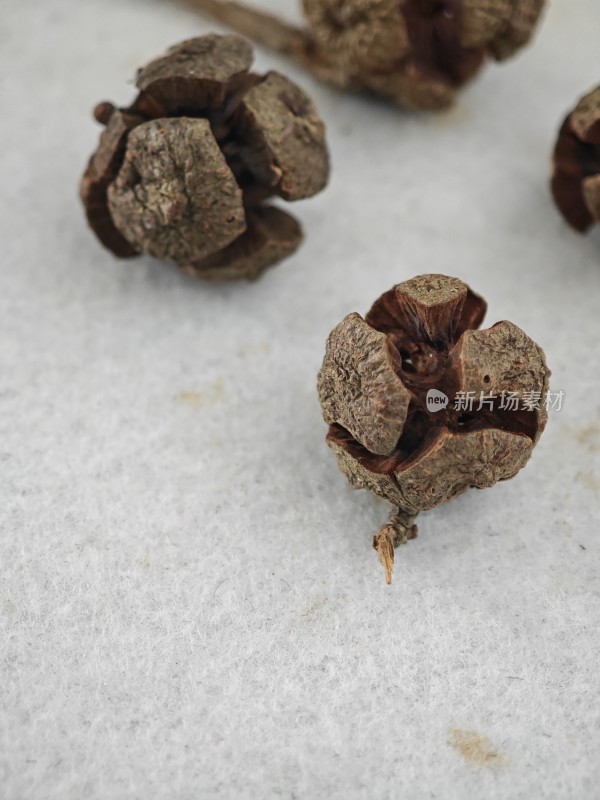 干制植物足球果果实微距特写