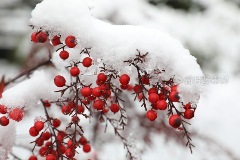 大雪里的红色南天竹