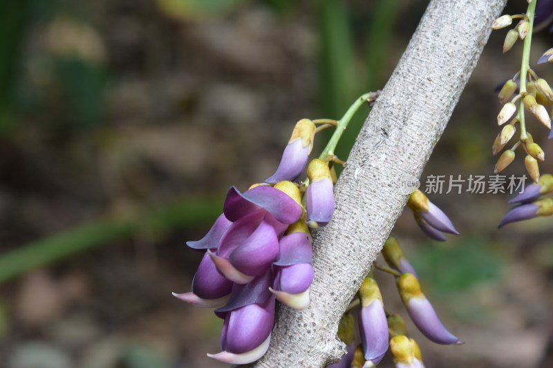 广东省东莞市大王山森林公园紫色禾雀花