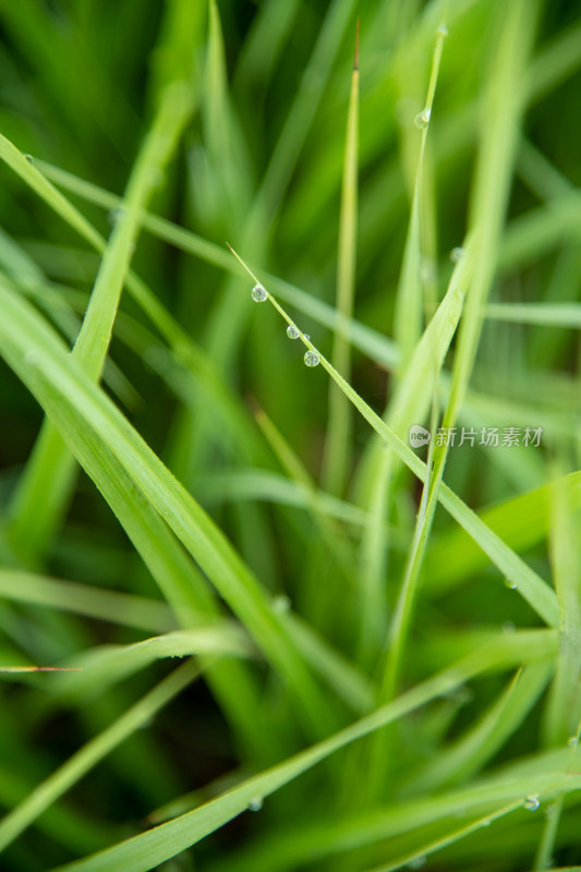 绿草水珠