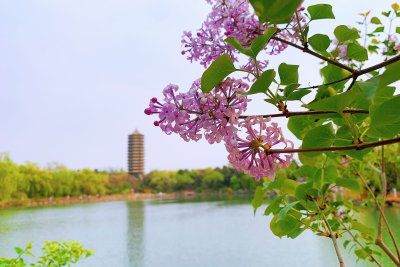 北京大学 未名湖 博雅塔