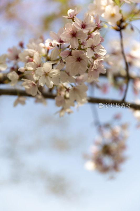 春季踏青春暖花开