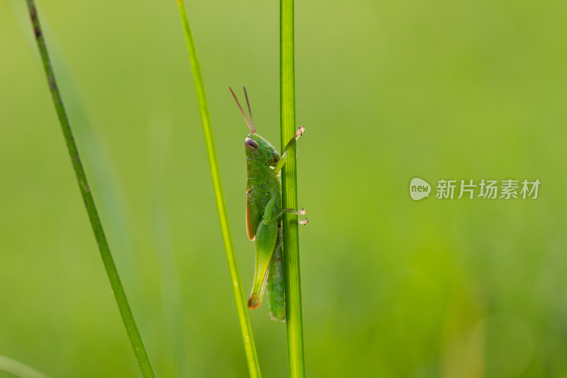 蝗虫蚂蚱微距生态摄影