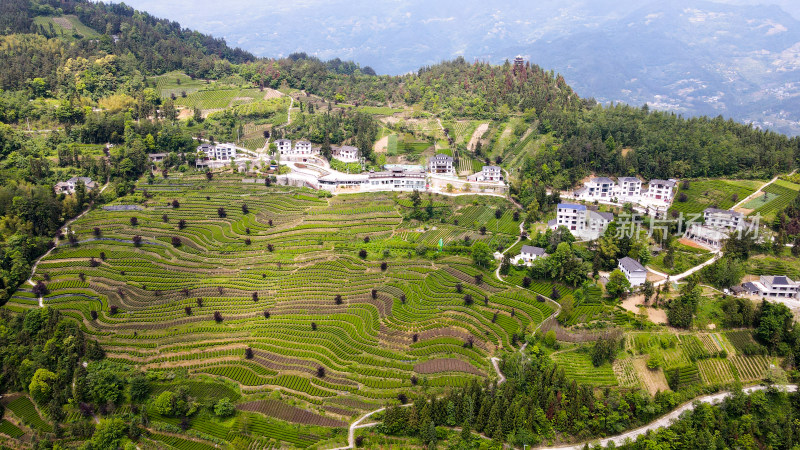 大自然茶园茶叶茶山美景景色航拍