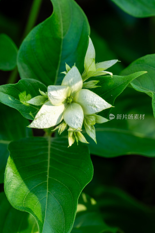 上海辰山植物园玉叶金花微距特写