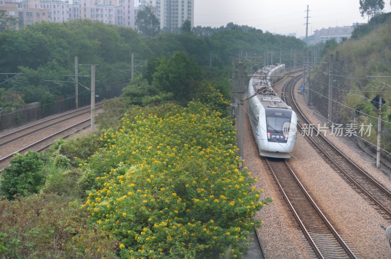 广东东莞：和谐号动车组从黄槐树旁边经过