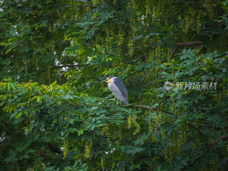 鸟栖息在树枝上的特写镜头