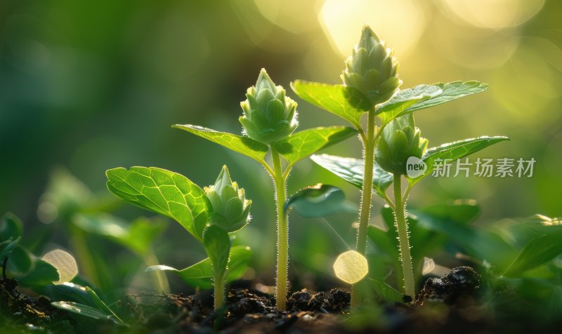 晨曦植物嫩芽绿色幼苗生态自然背景