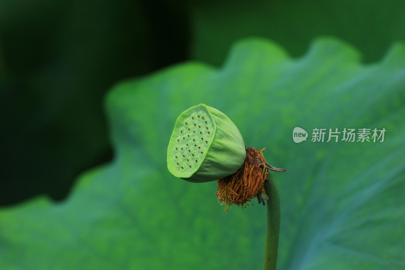 夏日荷塘绿色的荷叶和即将成熟的莲蓬