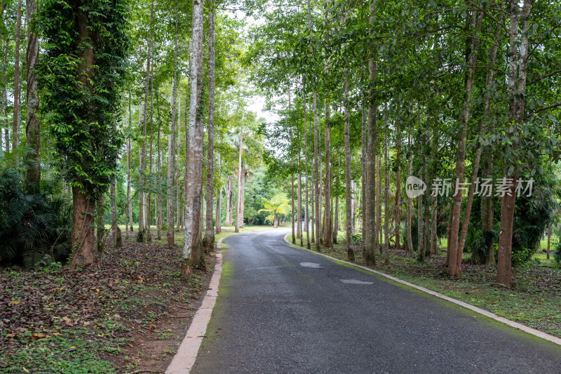 西双版纳中科院植物园里的道路