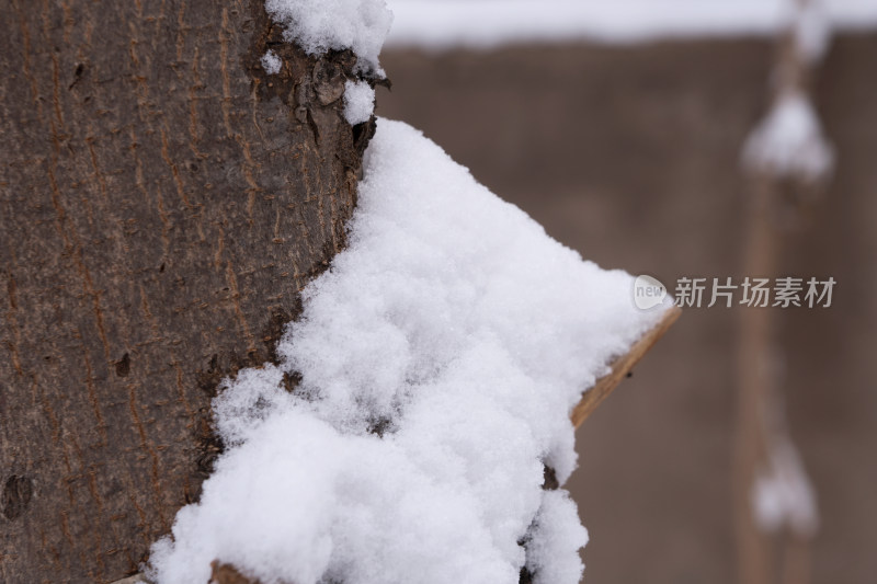 冬天的树木上堆积着雪白的积雪