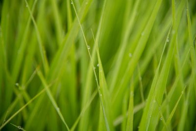 绿草水珠