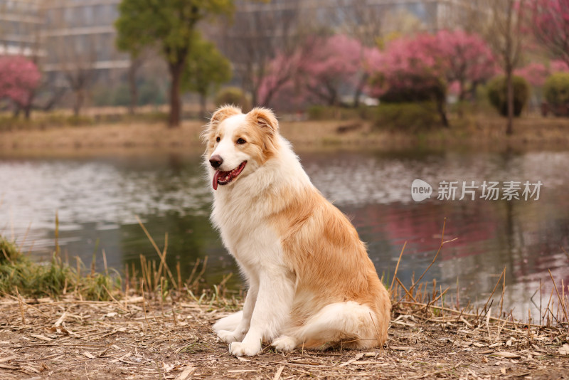 坐在湖边梅花树下的边境牧羊犬