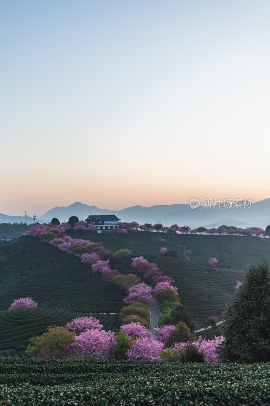 龙岩永福台品樱花茶园