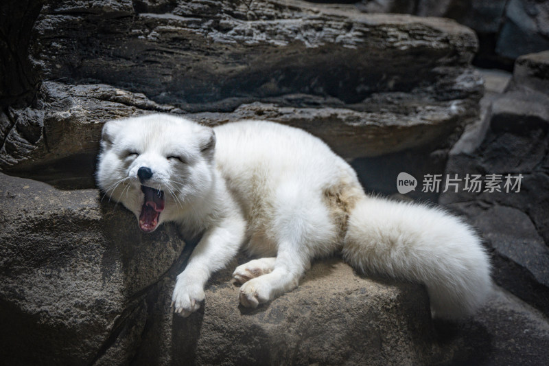 北极狐蓝狐白狐躺在地上休息打哈欠