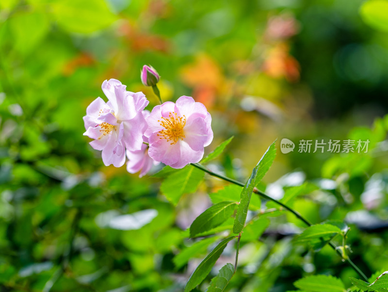 春天蔷薇植物开花特写