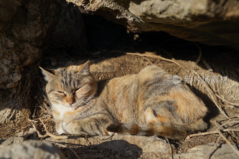 山林中的狸花猫野猫