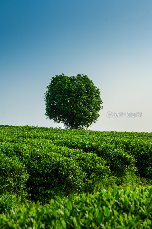 春天的长沙乌山茶场航拍