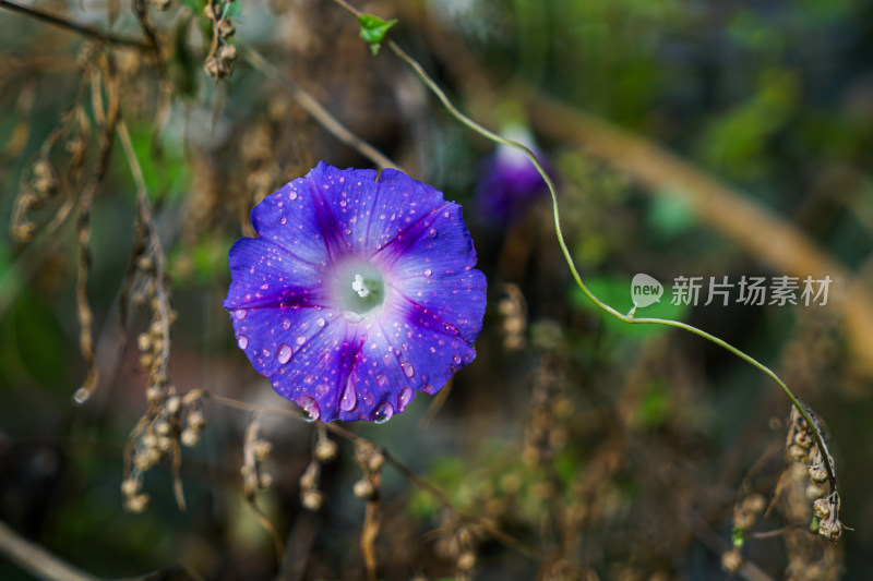 蓝色喇叭花雨水露水