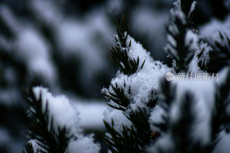 积雪覆盖的松树枝特写