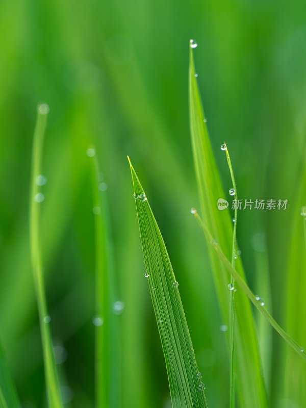 绿色阳光水稻粮食微距露珠