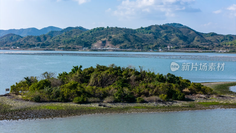 惠州市盐洲海洋湿地公园-红树林航拍