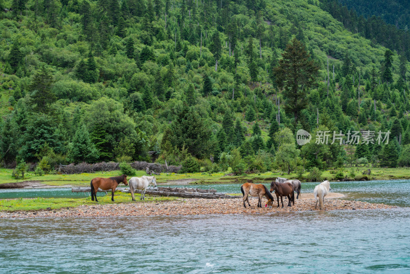 西藏林芝新措景区河边的牛马