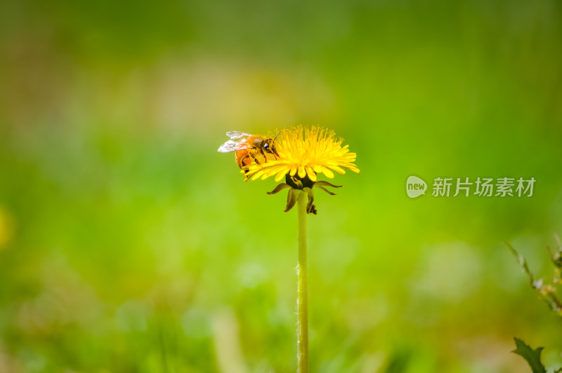 草地蒲公英上的蜜蜂采蜜