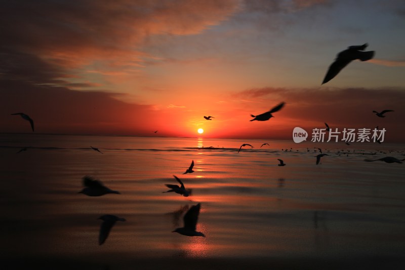 海上日落飞鸟景象