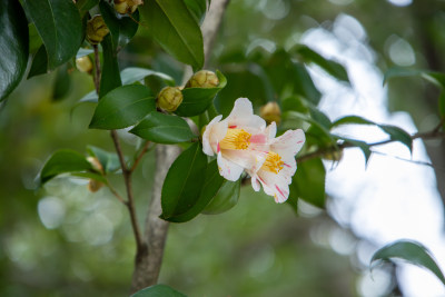 春天盛开的粉白色山茶花