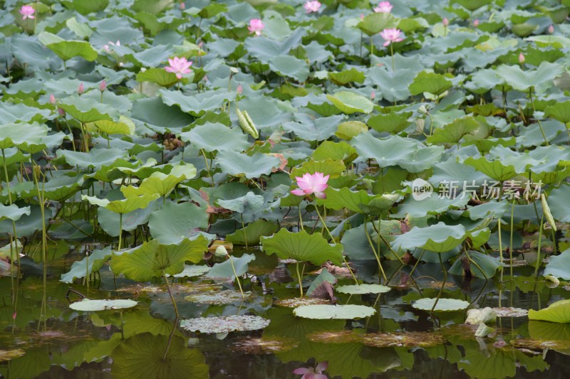 广东东莞：清溪公园荷花盛开