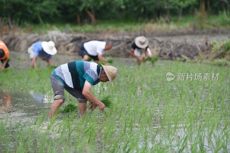 水稻栽种