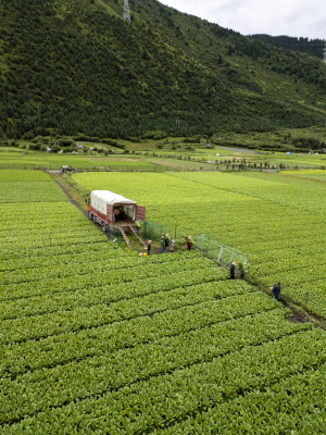 一辆卡车在阿坝州蔬菜基地里装运蔬菜