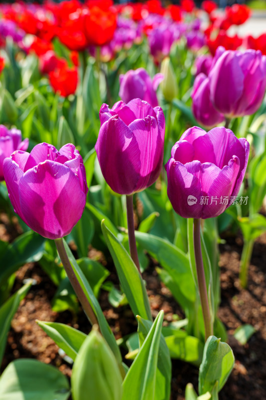 阳光下的郁金香花丛特写